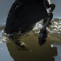 20190224-Vecht-111