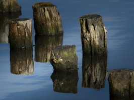 20190224-Vecht-123