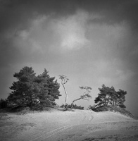20190302-Kootwijkerzand-MamiyaC220-Delta100-102
