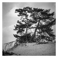 20190302-Kootwijkerzand-MamiyaC220-Delta100-103