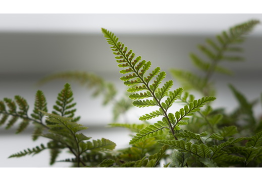 20190317-Fuji-NL-101