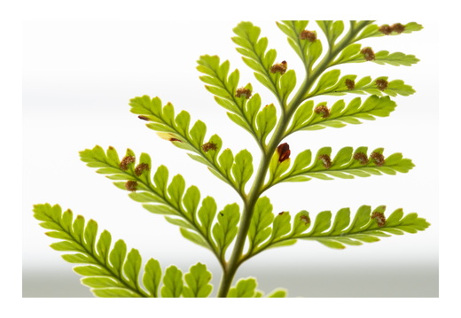 20190317-Fuji-NL-102