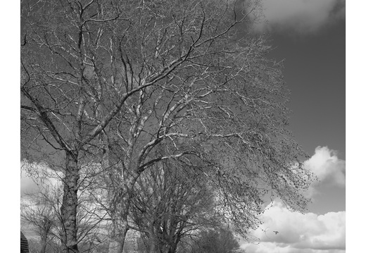 20190317-Fuji-NL-116