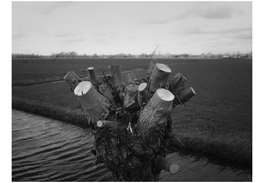 20190317-Fuji-NL-123