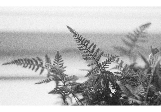 20190317-Nikon-F4S-HP5-NL-101