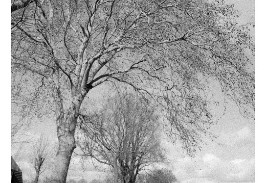 20190317-Nikon-F4S-HP5-NL-124