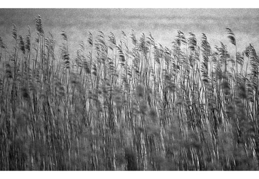 20190317-Nikon-F4S-HP5-NL-134