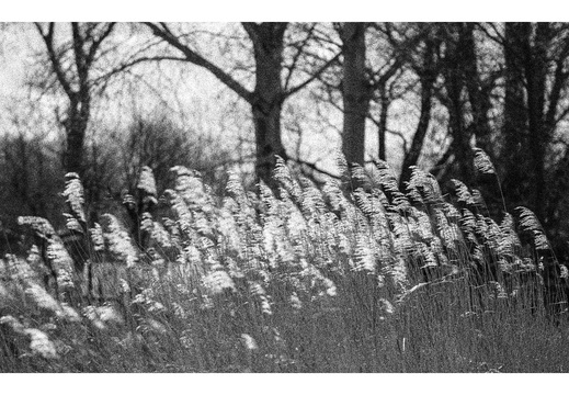 20190317-Nikon-F4S-HP5-NL-136