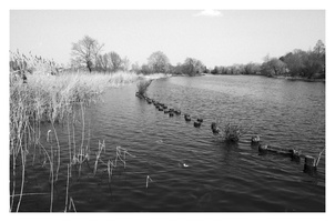 20190408-Pentax-LX-24mm-Delta100-Vecht-108