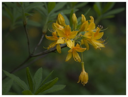 20190428-D800-Arboretum-117