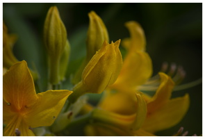 20190428-D800-Arboretum-122