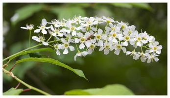 20190428-D800-Arboretum-162