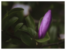 20190428-D800-Arboretum-165-bewerkt-bewerkt