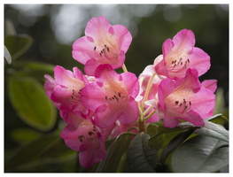 20190428-D800-Arboretum-215