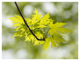 20190428-D800-Arboretum-219