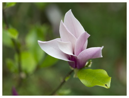 20190428-D800-Arboretum-244