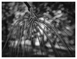 20190428-X100F-Arboretum-141-bewerkt