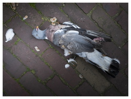 20190525-Amsterdam-111