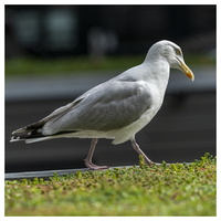 20190531-D800-Amsterdam-101