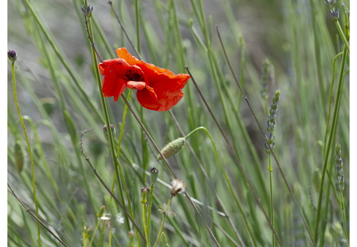 20190618-Castellane-114