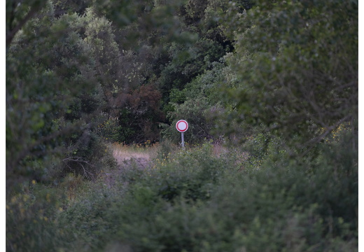 20190618-D800-Esterel-102