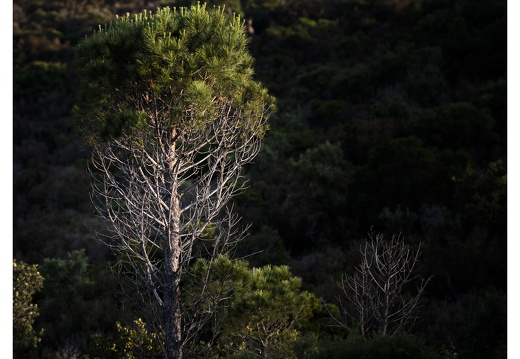 20190618-D800-Esterel-106