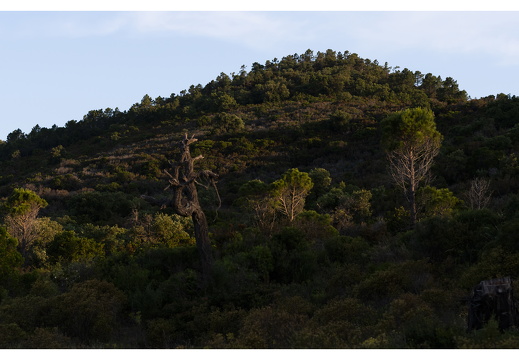 20190618-D800-Esterel-107