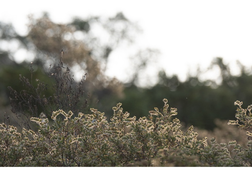 20190618-D800-Esterel-108