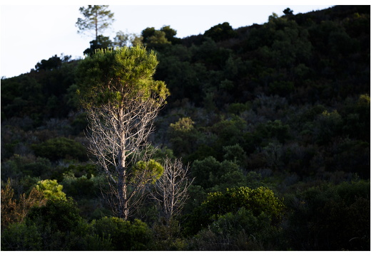 20190618-D800-Esterel-109