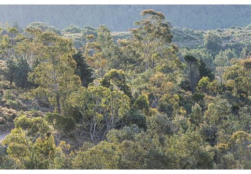 20190618-D800-Esterel-114
