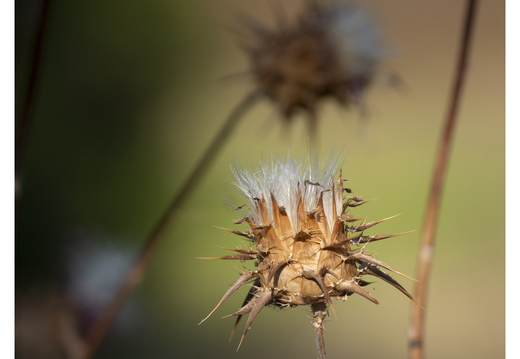 20190618-D800-Esterel-122