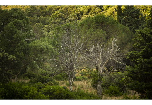 20190620-M240-Esterel-101
