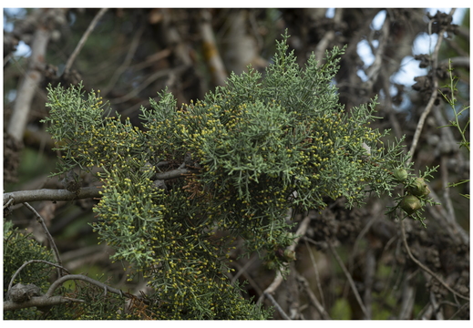 20190620-M240-Esterel-108