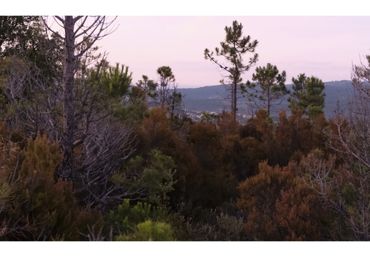 20190621-X100F-Esterel-103