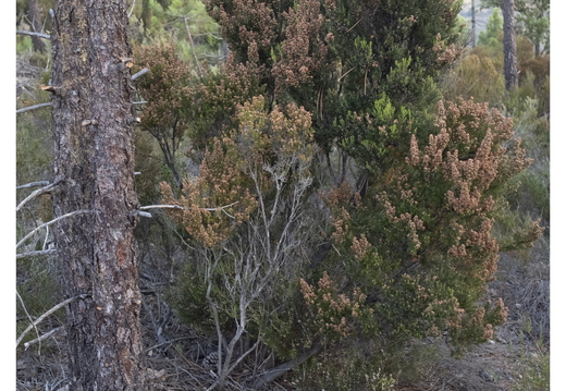 20190621-X100F-Esterel-106