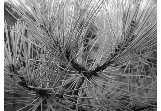 20190621-X100F-Esterel-107