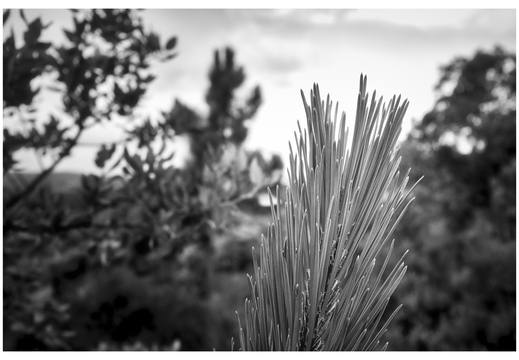 20190621-X100F-Esterel-108