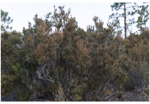 20190621-X100F-Esterel-109