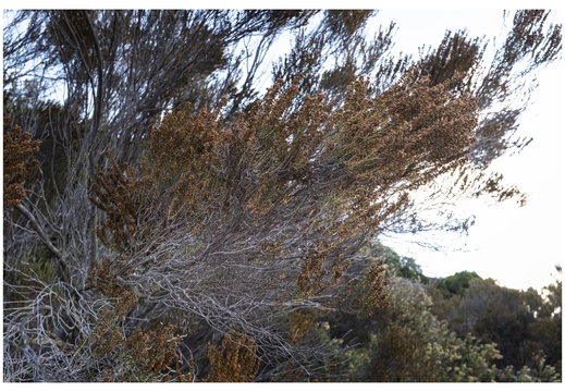 20190621-X100F-Esterel-111