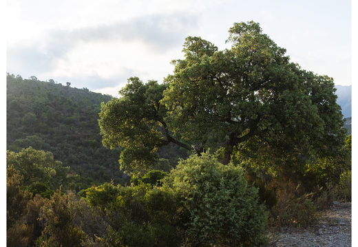 20190621-X100F-Esterel-115