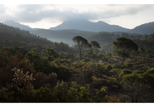 20190621-X100F-Esterel-117