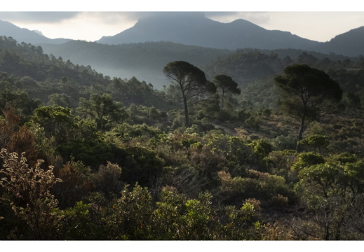 20190621-X100F-Esterel-118