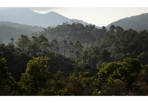 20190621-X100F-Esterel-122