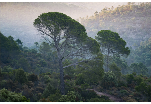 20190623-D800-Esterel-109