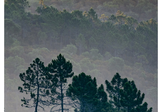 20190623-D800-Esterel-115