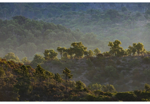 20190623-D800-Esterel-118