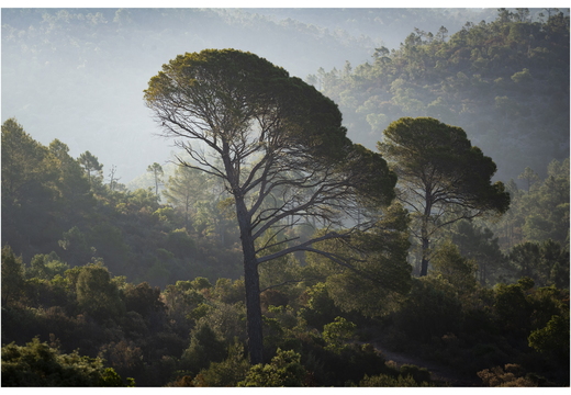 20190623-D800-Esterel-121