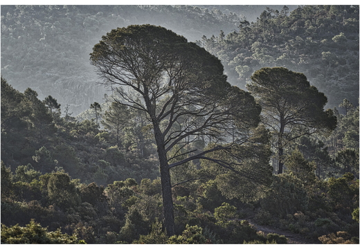 20190623-D800-Esterel-122