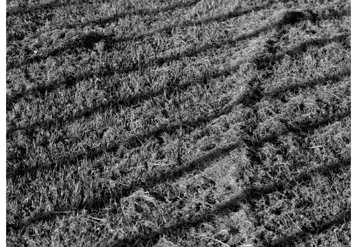 20190703-Eos1-Delta400-Kamerik-101