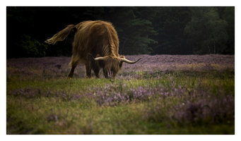 20190821-M240-135mmElmarit-Fietsen-111